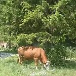 Turisticna Kmetija Psnak Lejlighed Mojstrana