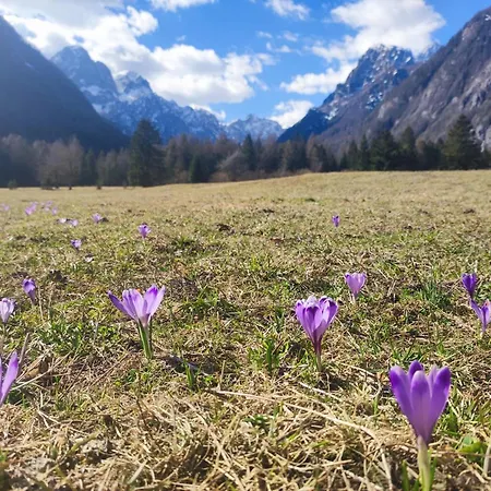 Lejlighed Turisticna Kmetija Psnak *