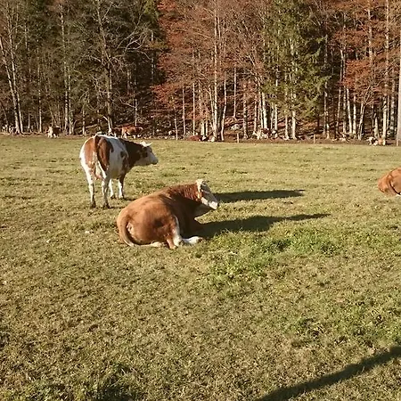 Lejlighed Turisticna Kmetija Psnak