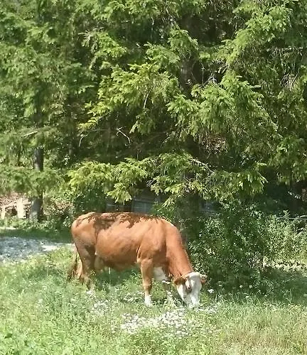 Turisticna Kmetija Psnak Lägenhet Mojstrana